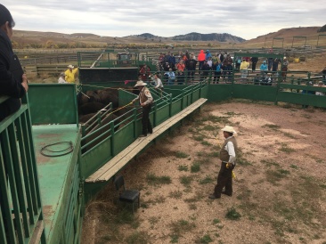 2017-09-29-Custer-State-Park-Buffalo-Roundup-42.JPG