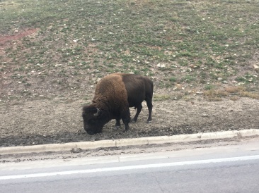 2017-09-29-Custer-State-Park-Buffalo-Roundup-49.JPG