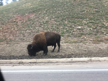 2017-09-29-Custer-State-Park-Buffalo-Roundup-50.JPG