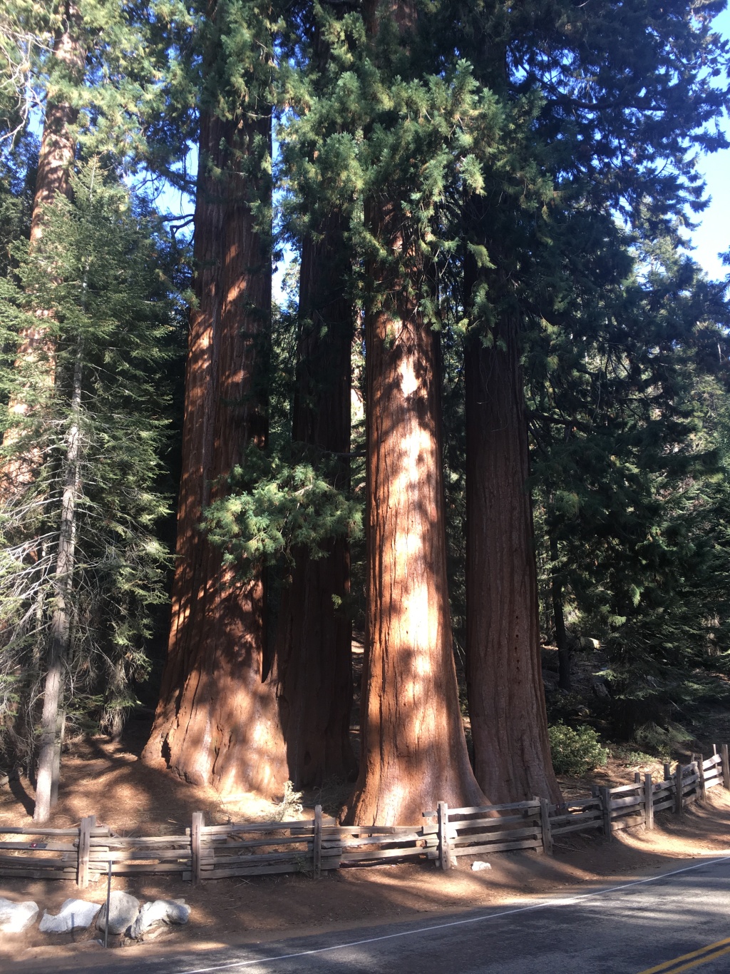 2017/10(October)/Fresno-CA-ERM-work/1024x768_2017-10-19-Sequioa-National-Forest-02.JPG