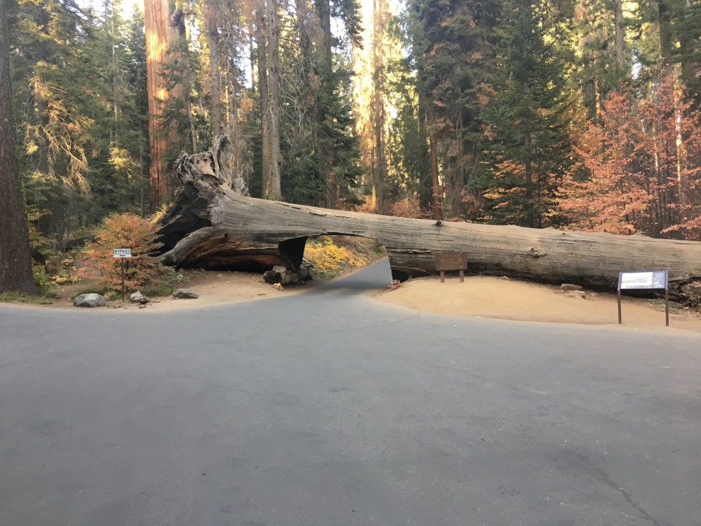 2017/10(October)/Fresno-CA-ERM-work/1024x768_2017-10-19-Sequioa-National-Forest-19.JPG