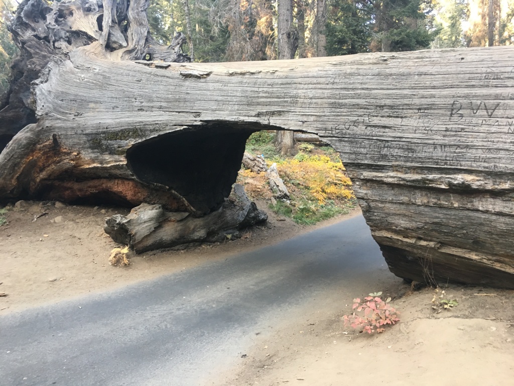 2017/10(October)/Fresno-CA-ERM-work/1024x768_2017-10-19-Sequioa-National-Forest-26.JPG