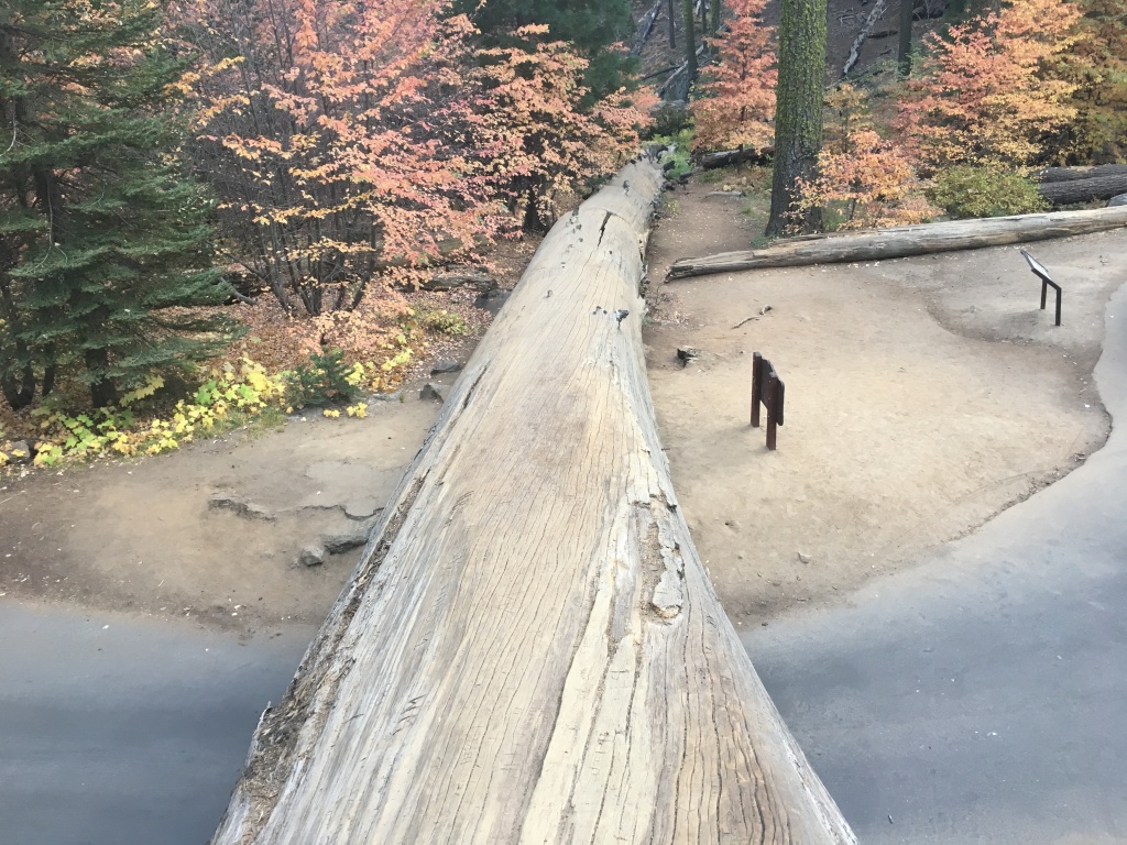 2017/10(October)/Fresno-CA-ERM-work/1024x768_2017-10-19-Sequioa-National-Forest-34.JPG