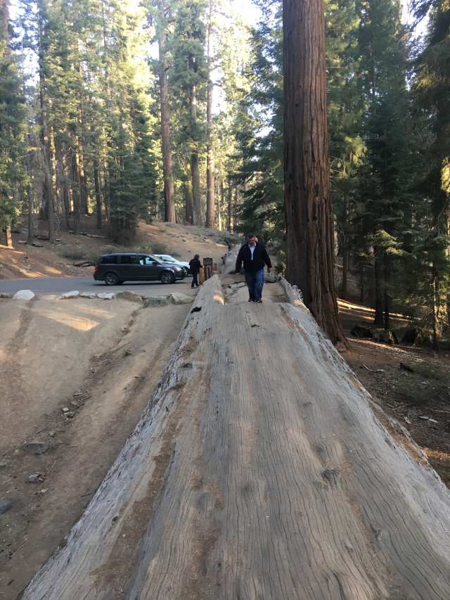 2017/10(October)/Fresno-CA-ERM-work/640x480_2017-10-19-Sequioa-National-Forest-16-Brian.JPG