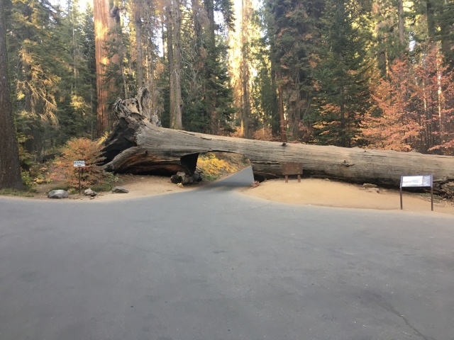 2017/10(October)/Fresno-CA-ERM-work/640x480_2017-10-19-Sequioa-National-Forest-19.JPG