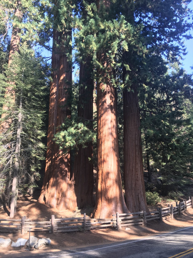 2017/10(October)/Fresno-CA-ERM-work/800x600_2017-10-19-Sequioa-National-Forest-03.JPG