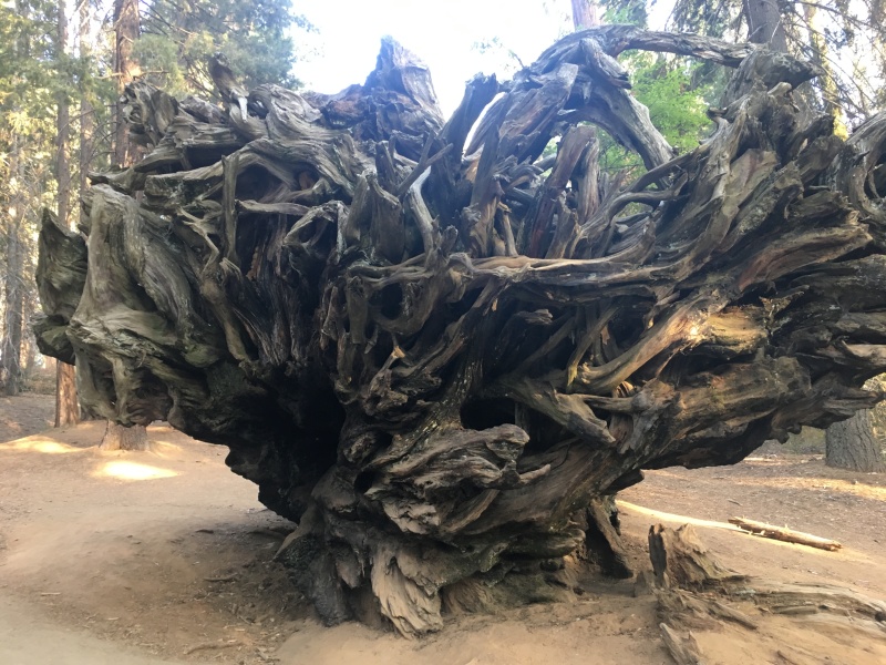 2017/10(October)/Fresno-CA-ERM-work/800x600_2017-10-19-Sequioa-National-Forest-15.JPG