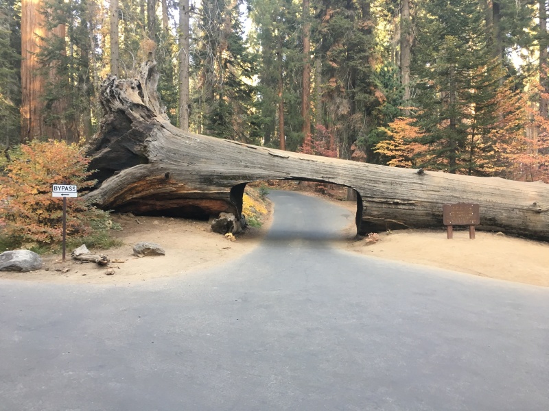 2017/10(October)/Fresno-CA-ERM-work/800x600_2017-10-19-Sequioa-National-Forest-20.JPG