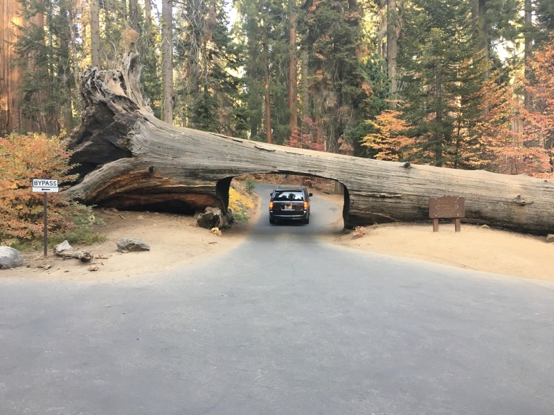 2017/10(October)/Fresno-CA-ERM-work/800x600_2017-10-19-Sequioa-National-Forest-24.JPG