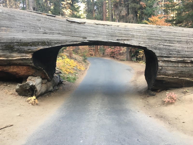 2017/10(October)/Fresno-CA-ERM-work/800x600_2017-10-19-Sequioa-National-Forest-30.JPG