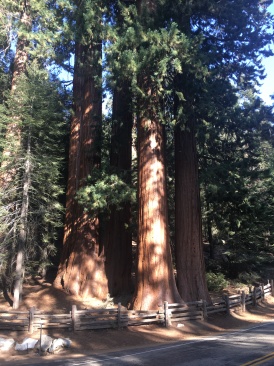 2017-10-19-Sequioa-National-Forest-02.JPG