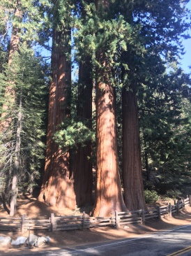 2017-10-19-Sequioa-National-Forest-03.JPG