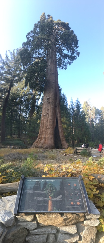 2017-10-19-Sequioa-National-Forest-14.JPG