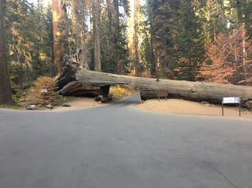 2017-10-19-Sequioa-National-Forest-19.JPG