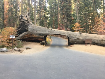 2017-10-19-Sequioa-National-Forest-20.JPG