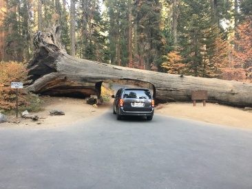 2017-10-19-Sequioa-National-Forest-22.JPG