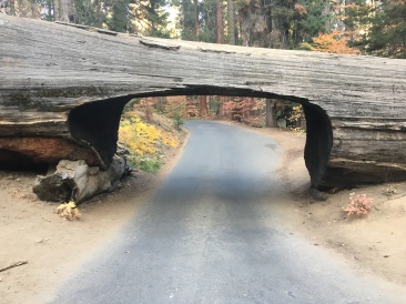 2017-10-19-Sequioa-National-Forest-30.JPG