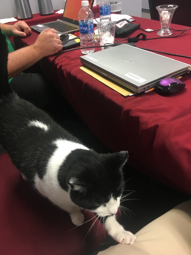 2017/11(November)/Martinsburg-ERM-work/640x480_2017-11-29-Cat-2.JPG