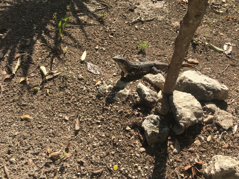 2017/12(December)/Royal-Carribean-Navigator-of-the-Seas-Cruise/800x600_2017-12-20-Cruise-04-Costa-Maya-lizard.JPG