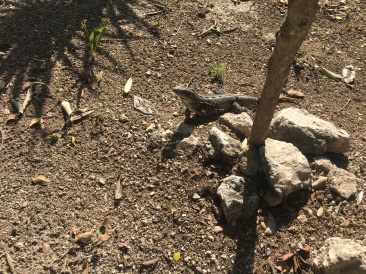2017-12-20-Cruise-04-Costa-Maya-lizard.JPG