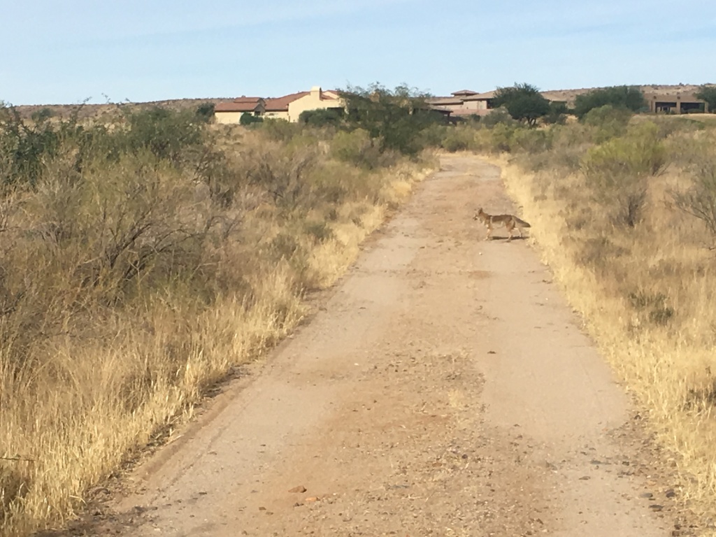 2017/12(December)/Tucson-Visit-with-Jim-Janeen/1024x768_2017-12-10-02-hike-Coyote.JPG