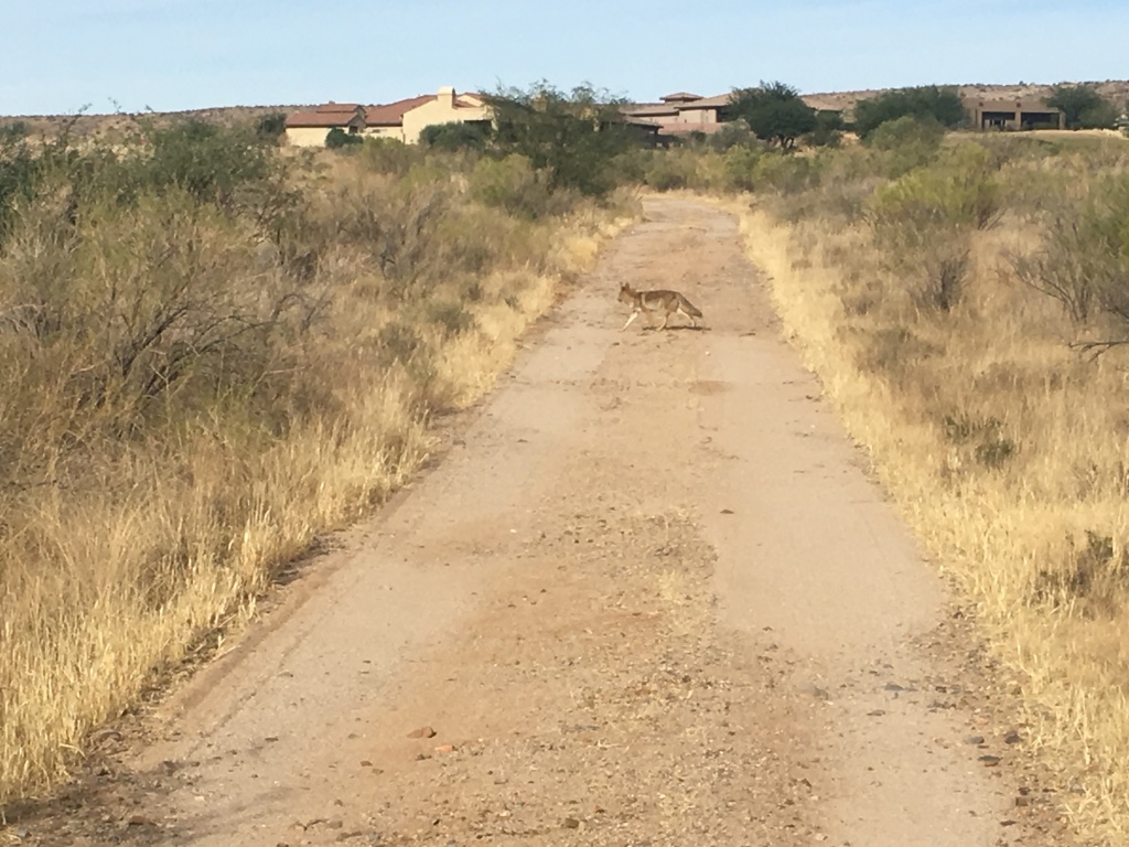2017/12(December)/Tucson-Visit-with-Jim-Janeen/1024x768_2017-12-10-03-hike-Coyote.JPG