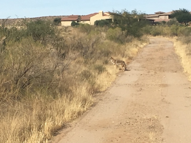 2017/12(December)/Tucson-Visit-with-Jim-Janeen/640x480_2017-12-10-05-hike-Coyote.JPG