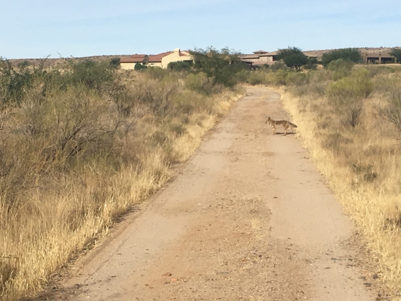 2017/12(December)/Tucson-Visit-with-Jim-Janeen/800x600_2017-12-10-02-hike-Coyote.JPG