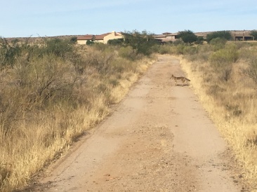 2017-12-10-02-hike-Coyote.JPG