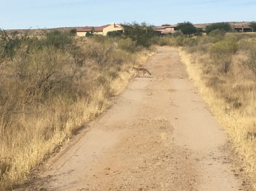 2017-12-10-04-hike-Coyote.JPG