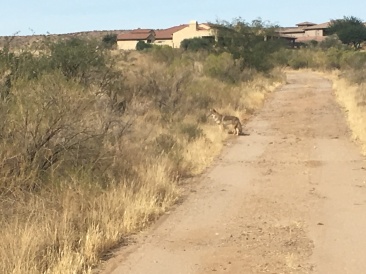2017-12-10-05-hike-Coyote.JPG