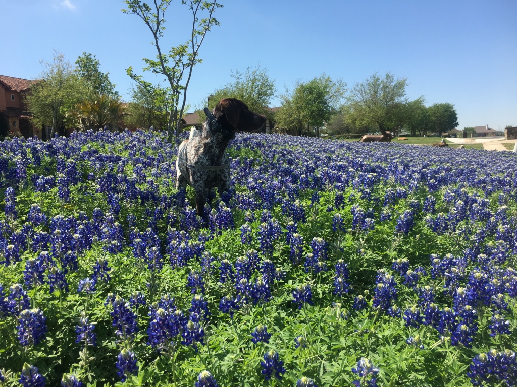 2018/03(March)/Blaze-Bluebonnets/1024x768_2018-03-29-Blaze-03-Bluebonnets.JPG