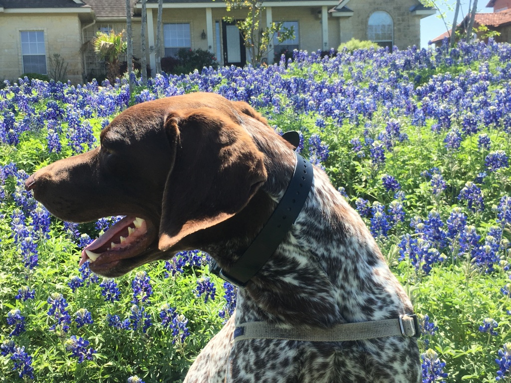 2018/03(March)/Blaze-Bluebonnets/1024x768_2018-03-29-Blaze-04-Bluebonnets.JPG