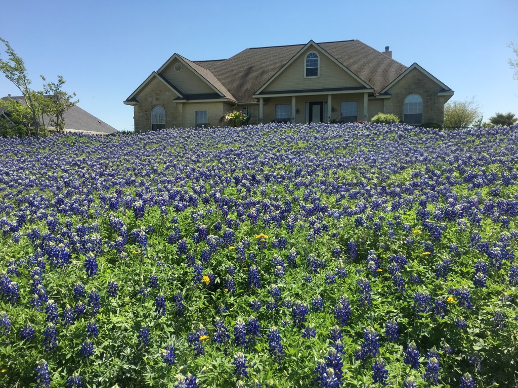 2018/03(March)/Blaze-Bluebonnets/1024x768_2018-03-29-Blaze-11-Bluebonnets-GOOD.JPG