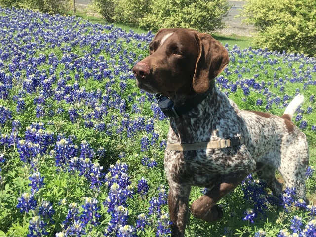 2018-03-29-Blaze-09-Bluebonnets-GOOD.JPG