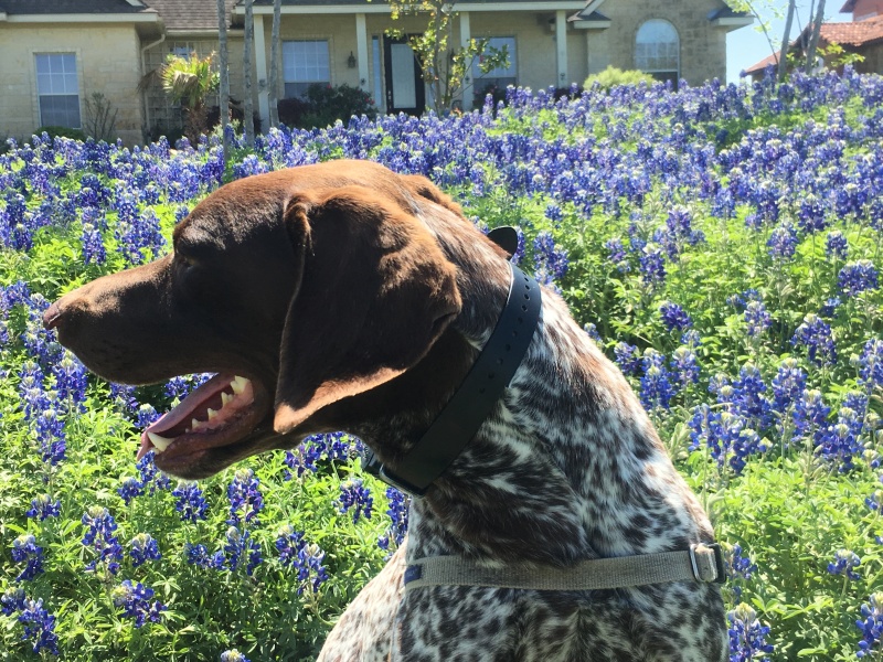 2018/03(March)/Blaze-Bluebonnets/800x600_2018-03-29-Blaze-04-Bluebonnets.JPG