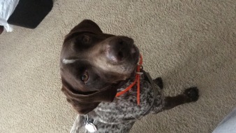 2018-03-29-Blaze-01.JPG