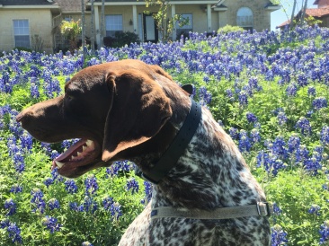 2018-03-29-Blaze-04-Bluebonnets.JPG