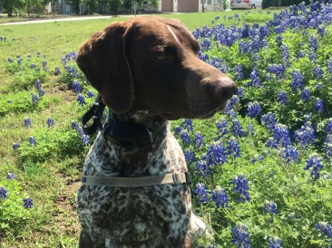 2018-03-29-Blaze-06-Bluebonnets.JPG