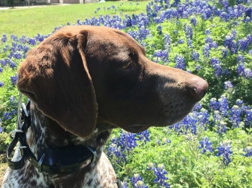 2018-03-29-Blaze-07-Bluebonnets.JPG