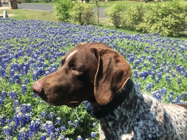 2018-03-29-Blaze-08-Bluebonnets.JPG