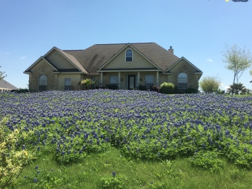 2018-03-29-Blaze-10-Bluebonnets.JPG