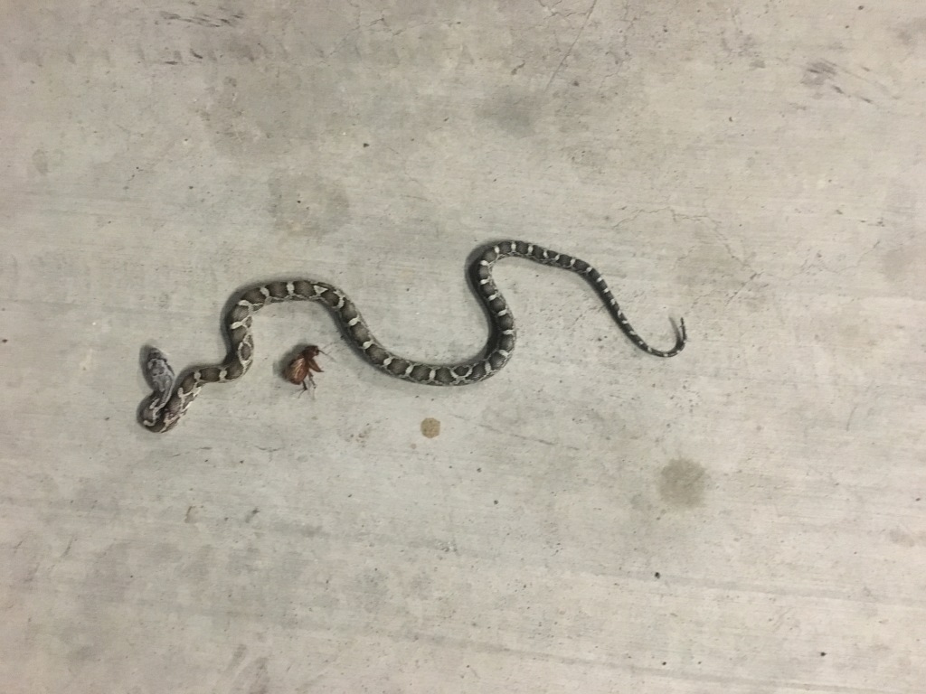 2018/03(March)/Misc/1024x768_2018-03-17-snake-in-Garage.JPG
