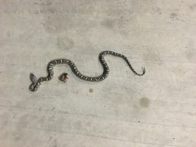 2018/03(March)/Misc/640x480_2018-03-17-snake-in-Garage.JPG