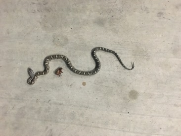 2018-03-17-snake-in-Garage.JPG
