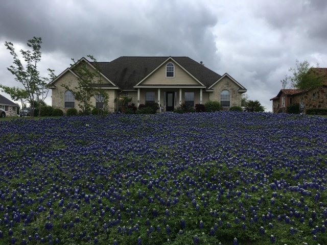 2018/04(April)/Easter/2018-04-01-Easter-01-Bluebonnets.JPG