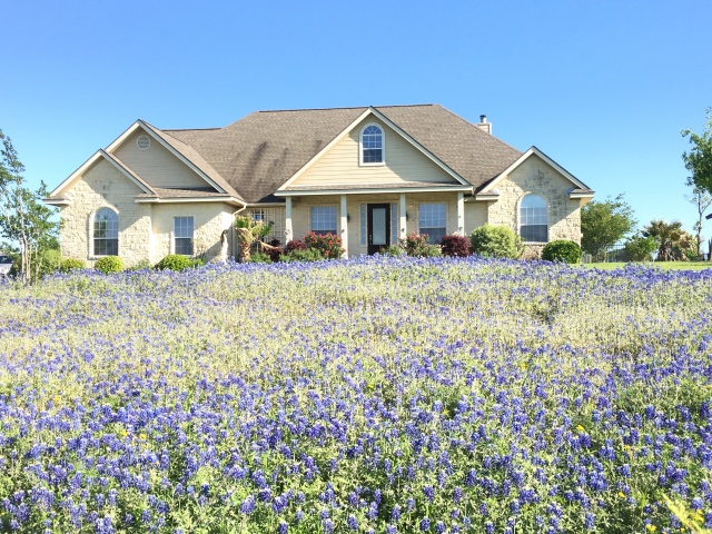 2018/04(April)/Easter/640x480_2018-04-10-BlueBonnets-2.JPG