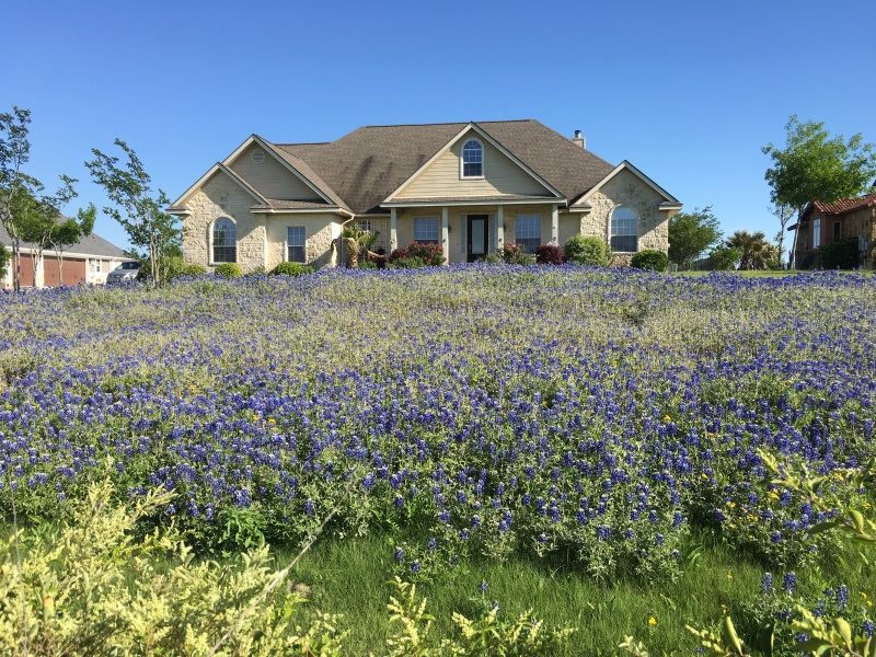 2018/04(April)/Easter/800x600_2018-04-10-BlueBonnets-1.JPG