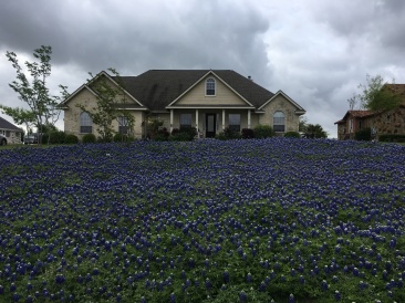 2018-04-01-Easter-01-Bluebonnets.JPG