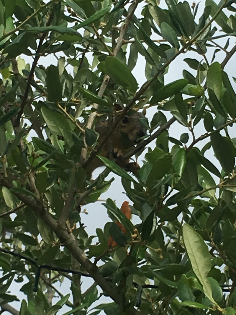 2018/05(May)/Blaze-Squirrel/800x600_2018-05-20-Blaze-Found-a-squirrel-2.JPG